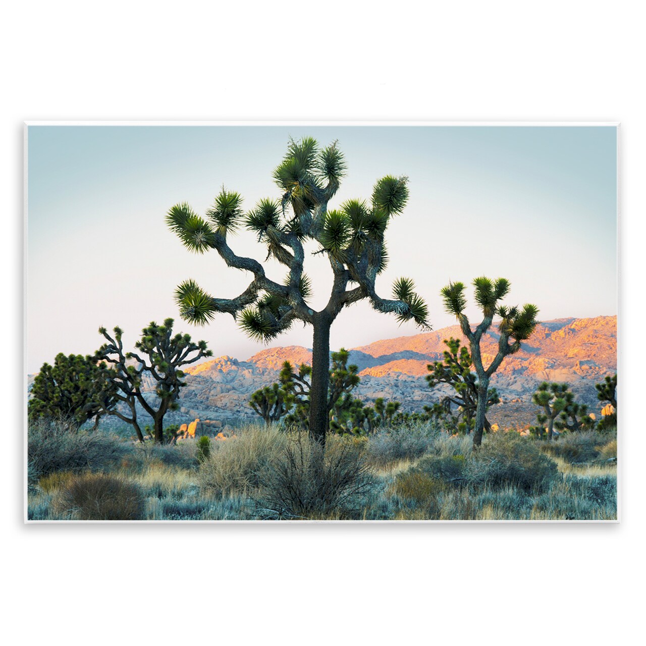 Stupell Industries Joshua Trees in Vast Desert Wall Plaque By Danita Delimont